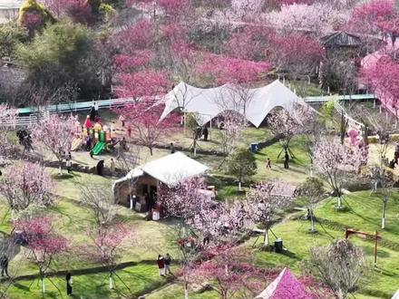 春风拂过樱花开,玉潭樱花谷已进入最佳观赏期,不负春光不负卿。#花开霞浦 #霞浦玉潭樱花谷 #霞浦游玩攻略 #周边游 #2026玉潭樱花谷短视频大赛