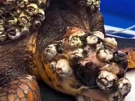 一起来动手帮海龟清理藤壶吧#清理达人 #抖音小游戏 #解压视频