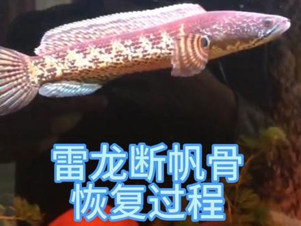 #上热门 #黄金眼镜蛇雷龙 雷龙鱼帆骨断了还能恢复吗