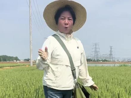 五月麦怕干热风,您如何防范#小麦 #小麦干热风 #小麦种植 #三农种植 #来抖音学农技