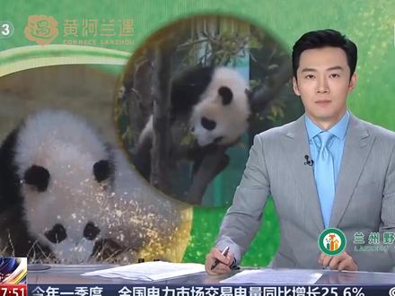 4月25日,甘肃首只本土人工圈养繁育的大熊猫幼仔“曼兰崽”亮相CCTV13《新闻直播间》!#兰州野生动物园#黄河兰遇兰州浪起#为了看曼兰仔我请了年假 #西北新顶流曼兰仔来了#曼兰仔4月25日正式亮#曼兰仔正式营业#兰野大熊猫幼崽曼兰 #兰野社牛曼兰仔出道 #来甘肃看本土大熊猫
