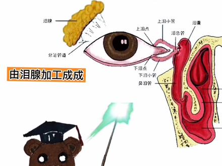 你知道泪水是什么合成的吗#科普 #人体结构 #知识分享 #健康科普 #健康 #冷知识 #涨知识 @抖音小助手 @抖音服务中心