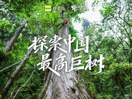 最新!中国第一、世界第二高树探索全纪录,@野性中国 x@时差岛 联合出品,一次致敬自然的朝圣之旅《寻找中国最高巨树》 #纪录片 #旅行探索 #中国最高树 #科考 #西藏