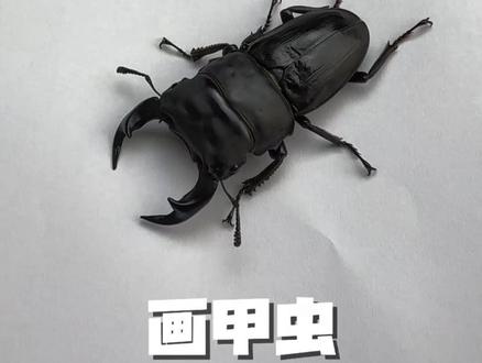 今天教你画甲虫#甲虫 #神奇动物 #昆虫