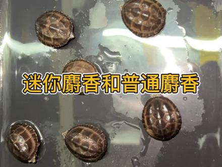 普通麝香和迷你麝香介绍与区别#养龟日常 #神奇动物在抖音 #水族 #龟龟🐢 #蛋龟