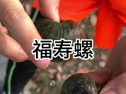 福寿螺被寄生#福寿螺 #田螺#螺丝 #寄生虫