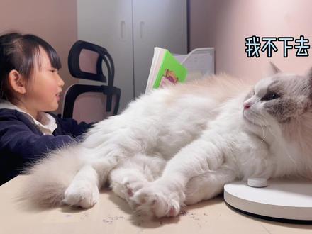猫咪为什么都喜欢陪孩子写作业啊?书桌占一半,哪碍事卧哪……#猫咪的迷惑行为 #铲屎官的乐趣 #萌宠出道计划