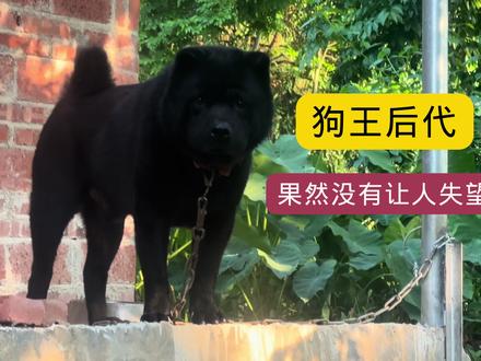 遗传基因重要吗?今天去看狗王的后代。会不会让人失望呢? #田园犬