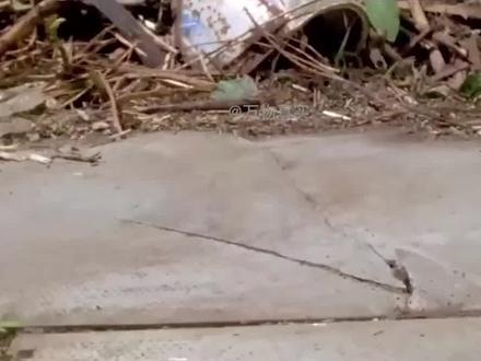 日本虎杖在英国泛滥成灾,不仅捣毁当地房屋,甚至还能杀人? #植物 #植物科普 #虎杖 #一日一植物 #日本虎杖