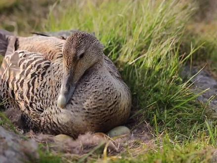 世界上最贵的鸭绒 #动物 #鸭 #西瓜知识