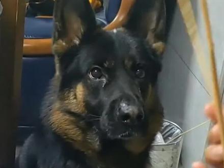 能保护女生的三种护卫犬#护卫犬 #宠物知识 #新手养狗