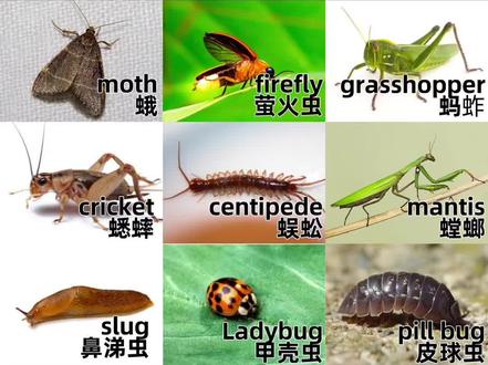 蛾萤火虫蟋蟀蚂蚱蜈蚣蜈蚣鼻涕虫甲壳虫皮球西瓜虫英文英语启蒙双语宝宝外教口语#英语口语 #从零开始学英语 #生活英语 #外教英语 #英语