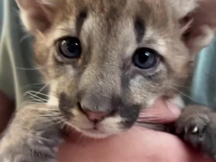 超级可爱的美洲狮#动物科普 #知识科普