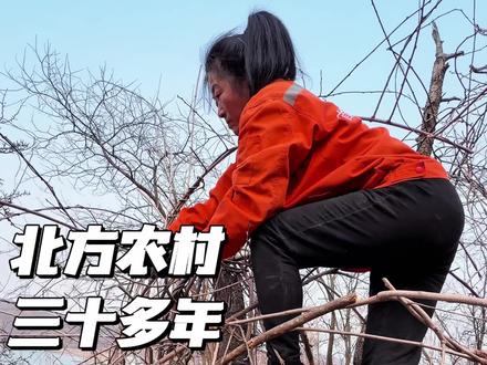 初春剪枝 修剪一下三十多年的野生软枣#农村生活 #东北农村生活 #我的乡村生活 @TCL空调 #TCL空调请一亿人睡个好觉