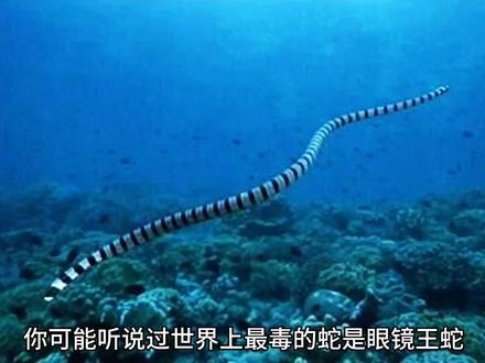 你敢相信吗?这种海蛇的毒性是眼镜王蛇的200倍,但它们却很胆小