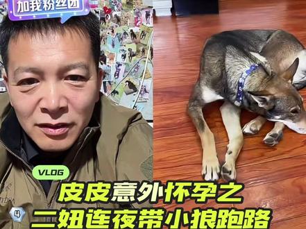 欢迎收看西北园区大型连续剧(皮皮崽的爹到底是谁)第二季之二妞连夜带小狼跑路篇章
#西北刀客
#西北刀客皮皮
#西北刀客宁夏
#西北刀客狼串子
#西北刀客雨哥