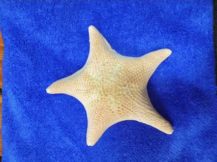 制作海星标本#日常生活