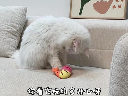 跟风买的漏食小玩具,没想到小猫这么爱玩,还能顺便给小猫磨磨小黄牙#猫玩具 #猫咪磨牙棒 #逗猫神器