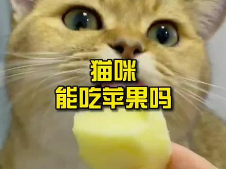 猫咪能吃苹果吗?#猫咪 #吃货猫 #猫 #猫吃苹果
