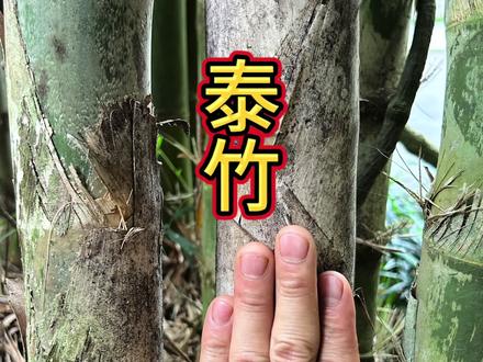 入水即沉的竹子???? 质地坚硬,入水即沉,关键还是实心的竹子,你见过吗?#实心竹#泰竹#园林景观