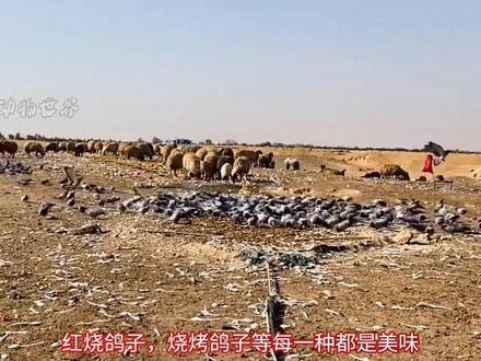 国外野鸽子泛滥,农场主自制陷阱,一网抓获数百只#动物世界#野生动物零距离 #户外#意不意外