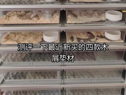 自用木屑测评📝4款木屑真实使用感分享#木屑 #垫材 #爬宠#玉米蛇#宠物蛇
