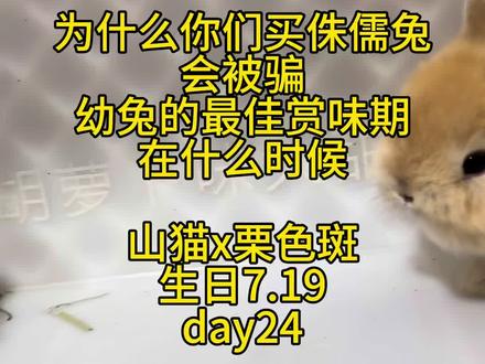 为什么你们买侏儒兔会被骗#宠物 #侏儒兔 #双血侏儒兔