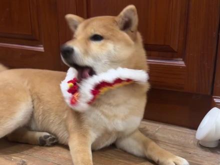 柴柴就是典型的不管你舒不舒服,反正我觉得你不舒服#狗狗 #猫咪 #中华田园犬#柴犬#壮壮