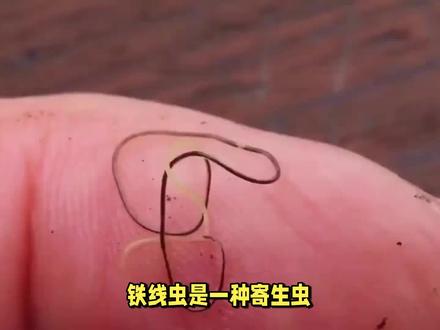 铁线虫会寄生在人体吗?它对人类有什么危害?