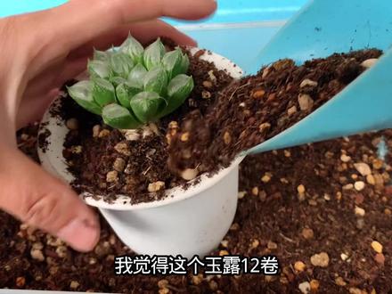 十二卷开箱上盆全过程,收到货不会种的看过来 #十二卷 #爱心寿玉露 #养肉肉 #多肉植物