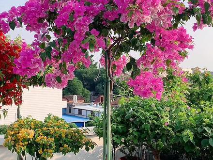 #高飘三角梅 一个视频简单告诉你怎么做高飘型三角梅(棒棒糖)