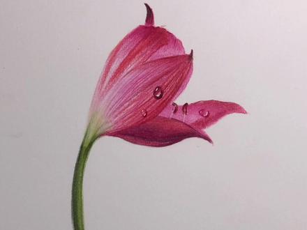 彩铅花卉基础教程又来啦#彩铅画 #画画 #手绘 @抖音小助手 @抖音青少年