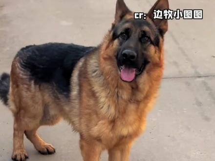 德牧:叽里咕噜说啥呢,听不懂#娱乐评论大赏 #德牧 #边牧