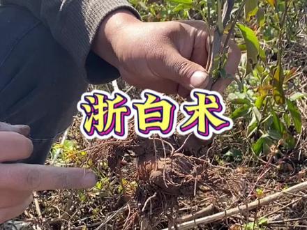 你有没有用过真正的好白术?道地浙八味之浙白术,带你了解。
#白术 #中药白术 #三农#浙白术