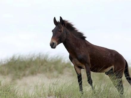 骡子为什么没有后代?违背了什么自然法则?