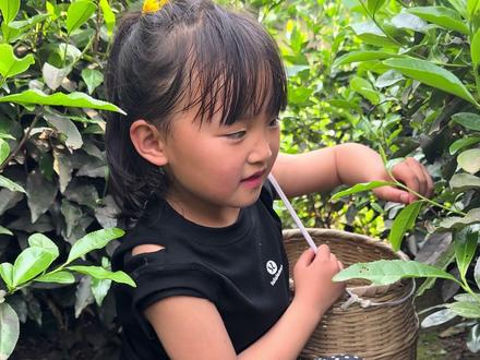 二宝早上起床就摘茶叶 哈@唐二哥