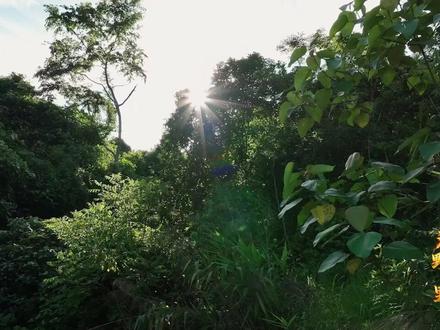 #全国超98%的咖啡产自云南,#云南咖啡正香飘全球 #沃野千里