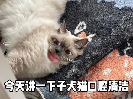 #养宠进阶指南 #科学养宠攻略 风格借鉴@小素🦍🐈🦮🦘