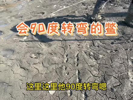 会90度转弯的鳖#生态鳖 #我的乡村生活 #农业生产记录