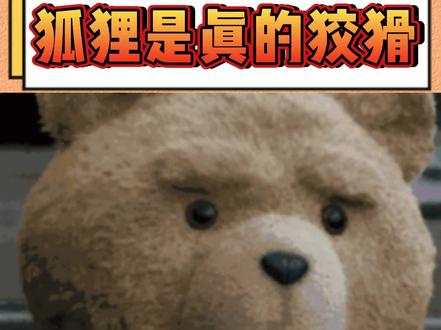 狐狸原来是真的狡猾 #狡猾 #狐狸 #神奇动物在抖音 #科普