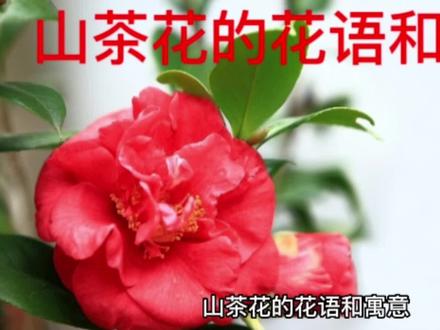 山茶花的花语和寓意 #红花当然配绿叶 #上热门 #抖音小助手