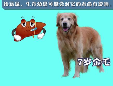 8年的狗狗还能生育吗? #萌宠 #狗狗 #宠物 #宠物知识 #狗狗挑食 #文明养狗 #创作灵感