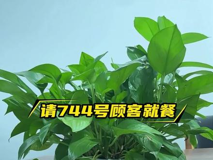剑涛叫号排队王!全行业适配,叫号清晰零出错超实用! #餐饮叫号器 #叫号器 #奶茶店 #烤肉店 #营业厅