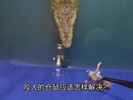 咬人的仓鼠应该怎么解决#神奇动物在抖音 #萌宠出道计划 #鳄鱼#动物的迷惑行为 #仓鼠