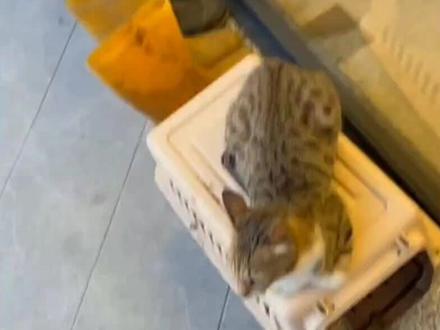 李立群老师在台北 山上家里养的猫 #老年生活欢乐多 #养蜂人 #李立群老师日常 #李立群日常 #李立群 #寺院生活 #艺术家 #多肉 #退休生活 #我的乡村生活