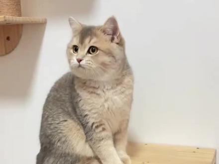 很标准的“电报”声~ #猫咪的迷惑行为 #孙文猫行为学