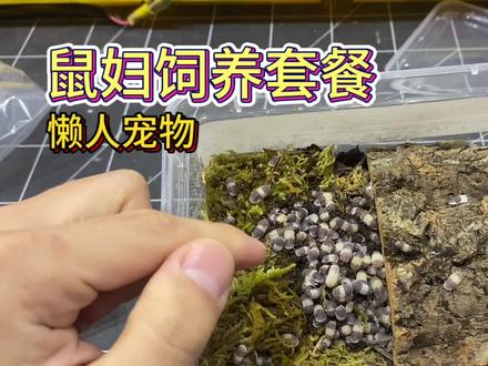 #小动物们能有多治愈 鼠妇饲养盒套餐来了,熊猫王饲养真方便,懒人桌面宠物