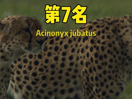 全球十大猫科动物战斗力 #动物世界 #猫科动物