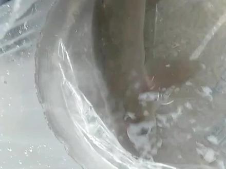 雅安碧峰峡,雅魚190元一斤,巴实