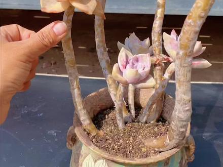 家里不好看的多肉,大长腿的多肉你就这样给它简单操作。#多肉植物 #多肉 #爆芽 #养花小知识